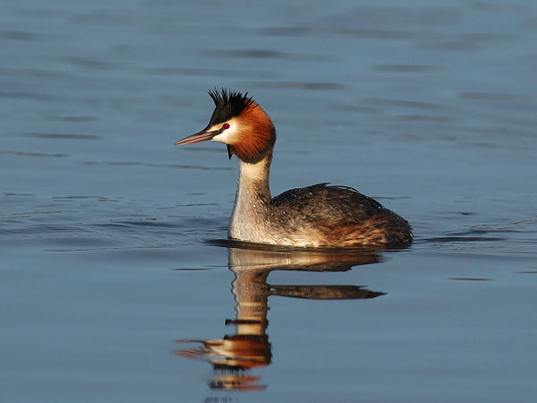Silkkiuikku, Great Crested Grebe, Podiceps cristatus